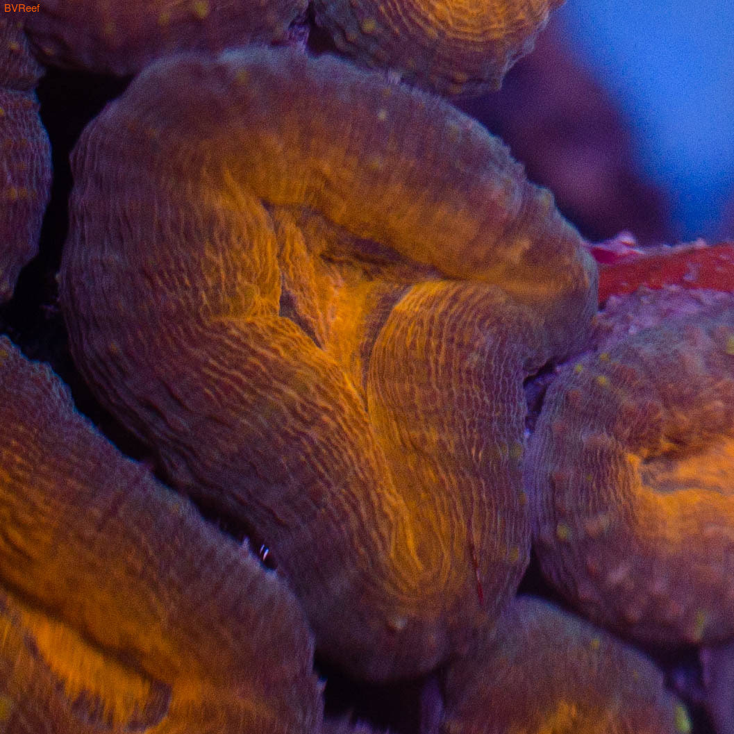   Lobed brain coral (,  1)