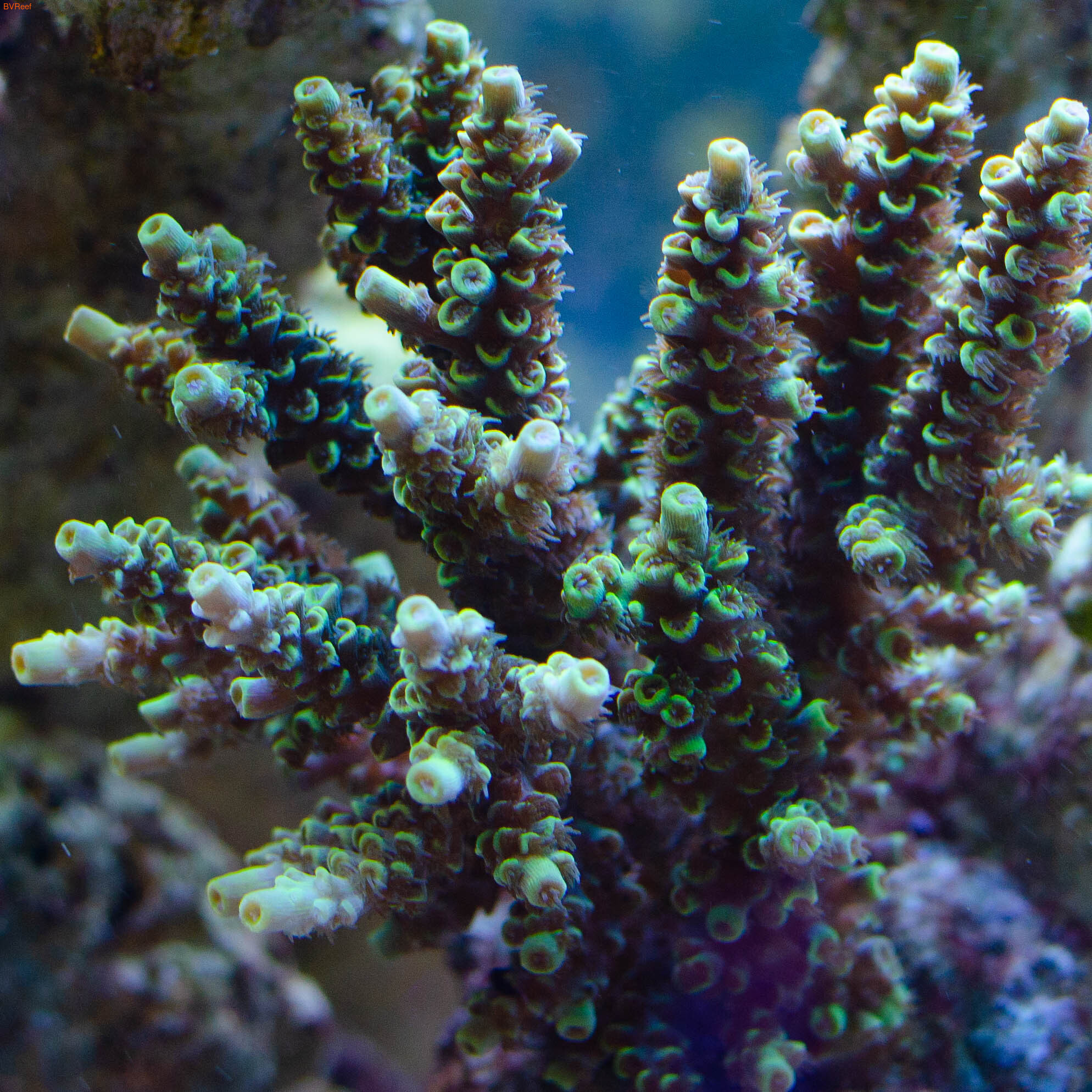 Acropora tenuis (Yellow)