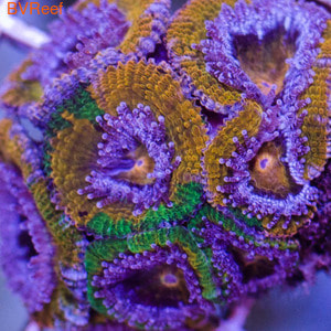   Acanthastrea lordhowensis