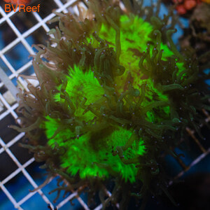    Elegance coral - Green