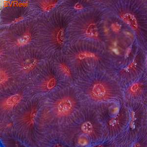   Pineapple coral - Red