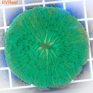    Plate coral