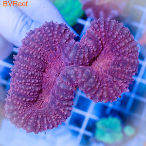   Lobed brain coral - Pink