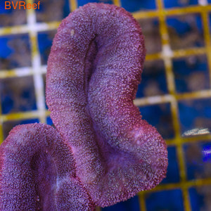   Lobed brain coral