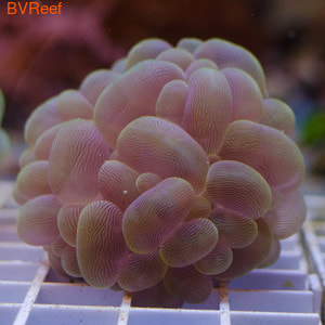    Bubble coral - Yellow