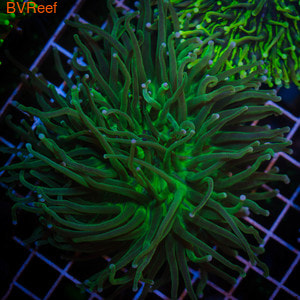   , Metalic Green Plate CoralHeliofungia Actiniformis