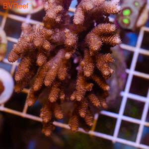    ACROPORA MILLIPORA PINK